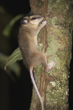 Brown four eyed Opossum, Metachirus nudicaudatus, Amazon basin, Brazil