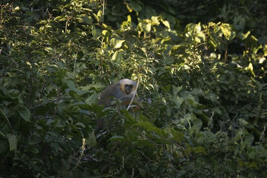 Red bellied titi monkey, Plecturocebus moloch, in its natural environment, Amazon basin, Brazil