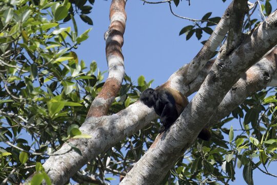 Black headed uakari, Cacajao melanocephalus, Amazon basin, Brazil