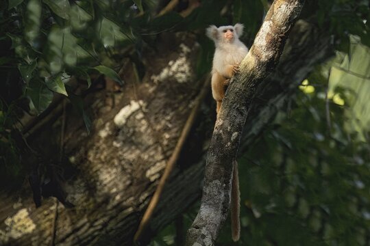 Golden white tassel ear marmoset, Mico chrysoleucos, Amazon basin, Brazil