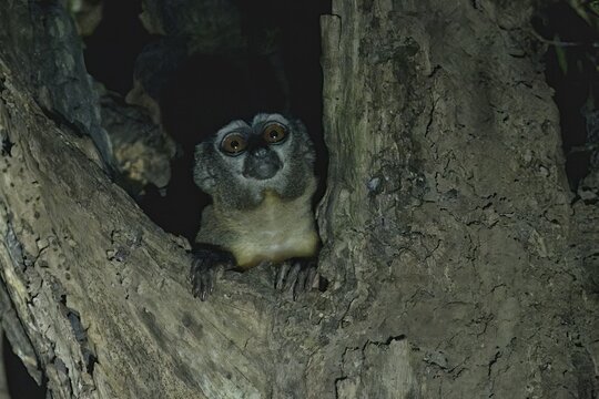 Spix's night monkey, Aotus vociferans, Amazon basin, Brazil