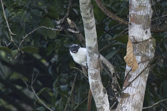 Brazilian bare faced tamarin, Saguinus bicolor, Amazon basin, Brazil