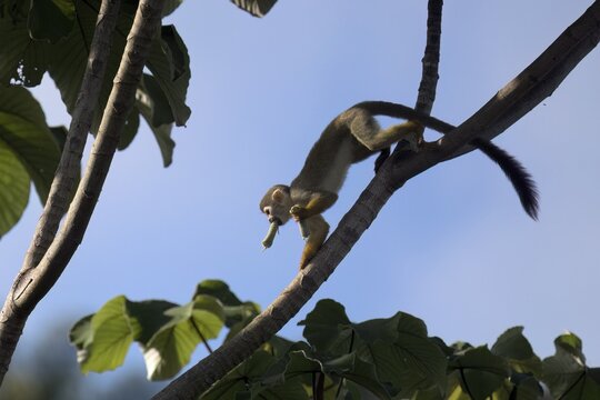 Collin's Squirrel Monkey, Saimiri collinsii, eating a fruit, Amazon basin, Brazil