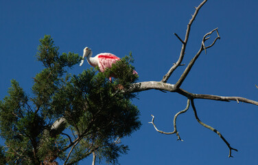 Roseate Spoonbill in a tree