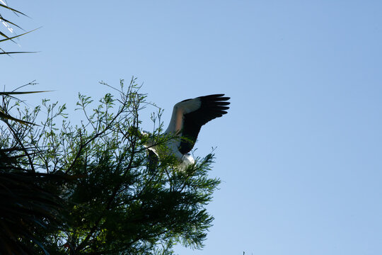 Wood Stork in nature