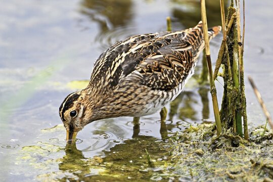 Common snipe (Gallinago gallinago), foraging, Switzerland