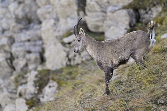 Alpine ibex (Capra ibex), with the eye disease chamois blindness (also known as chamois blindness), Canton of St. Gallen, Switzerland