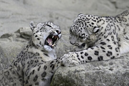 Two young snow leopards (Uncia uncia), playing, captive, Switzerland