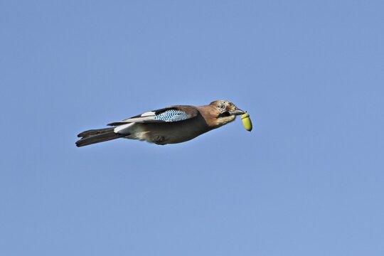 Eurasian jay (Garrulus glandarius), with acorn in beak in flight, Flachsee, Switzerland