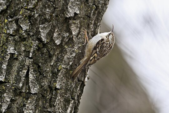 Eurasian treecreeper (Certhia familiaris), Switzerland