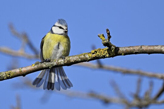 Blue tit (Cyanistes caeruleus, Syn.: Parus caeruleus), sitting on a branch, Switzerland