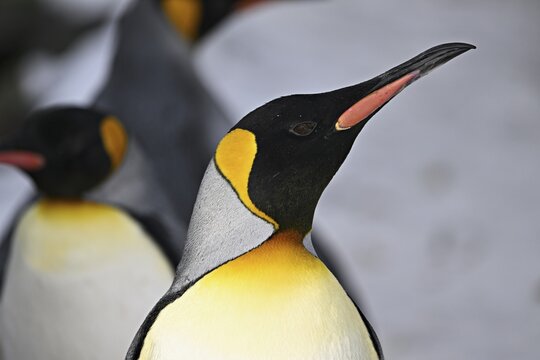 King penguin (Aptenodytes patagonicus), Zurich Zoo, Switzerland