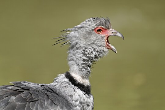 Collared Weirbird (Chauna torquata), also called Chauna, captive, occurring in tropical and subtropical South America