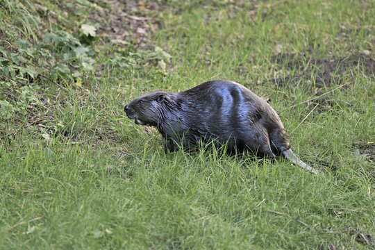 Eurasian beaver, european beaver (Castor fiber) standing on the river bank, Freiamt, Canton Aargau, Switzerland