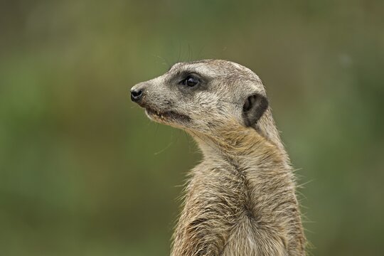 Meerkats (Suricata suricatta), alert, captive, Switzerland
