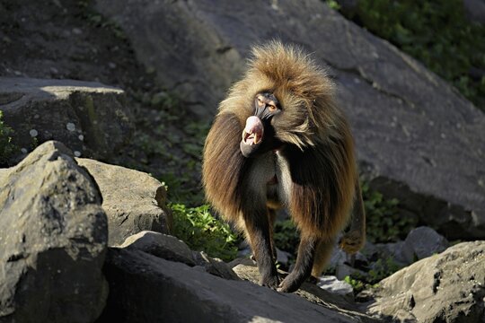 Djelada or gelada baboon (Theropithecus gelada), male, standing on rock, captive, Switzerland