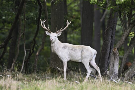 Red deer (Cervus elaphus), white stag in autumn, J&auml;gersborg, Denmark