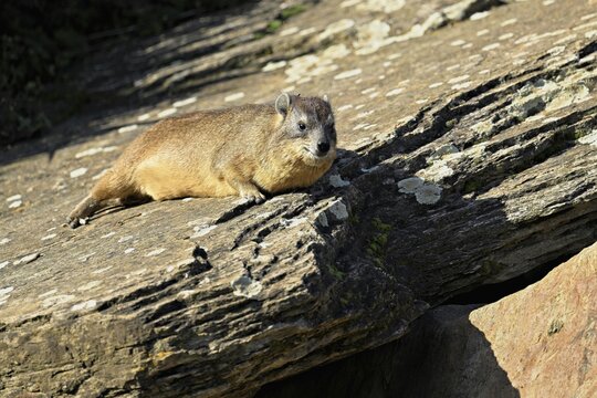 Rock hyrax (Procavia capensis), sunbathing on rock, captive, Switzerland