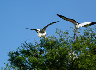 Wood Stork flying near trees