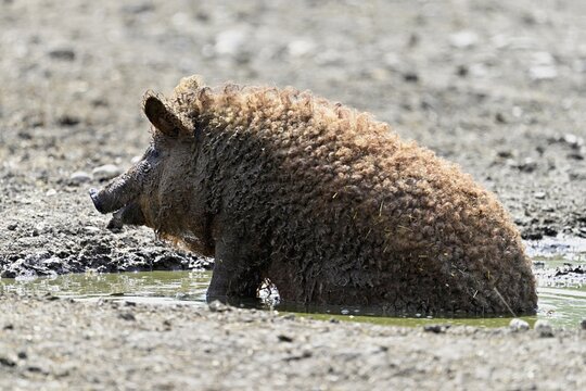 Woolly pig or Mangalica pig in the wallow, Hungary