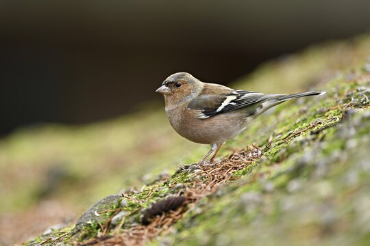Common chaffinch (Fringilla coelebs), male sitting on the ground, Switzerland
