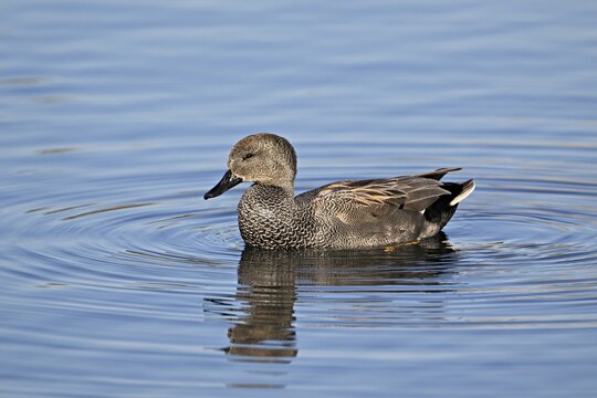 Adult gadwall (Mareca strepera), male swimming on Lake Zug, Switzerland