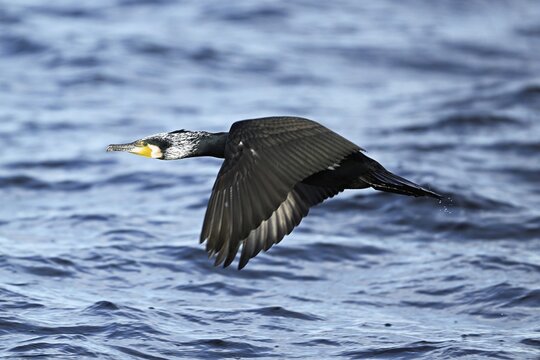 Great cormorant (Phalacrocorax carbo), in flight, Switzerland