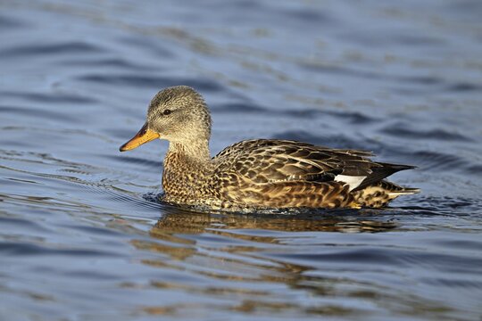 Adult gadwall (Mareca strepera), female swimming on Lake Zug, Switzerland