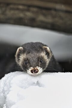 European polecat (Mustela putorius) or woodland polecat, captive, Switzerland