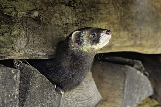 European polecat (Mustela putorius) or woodland polecat