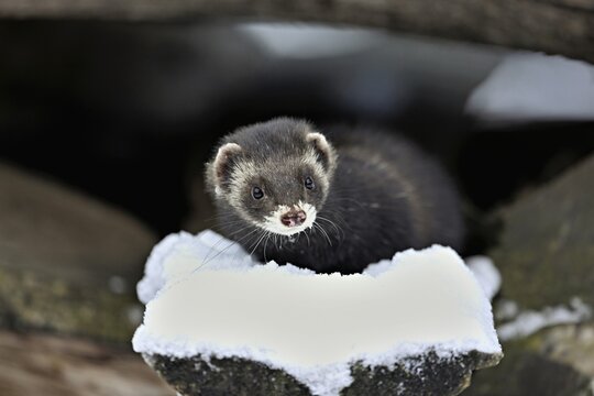 European polecat (Mustela putorius) or woodland polecat, sitting on a snow-covered woodpile, captive, Switzerland