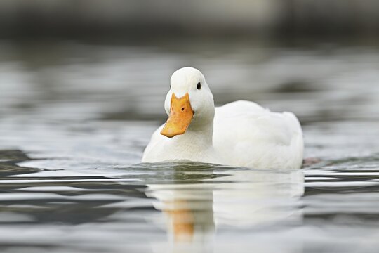 Mallard (Anas platyrhynchos), albino, swimming, Switzerland