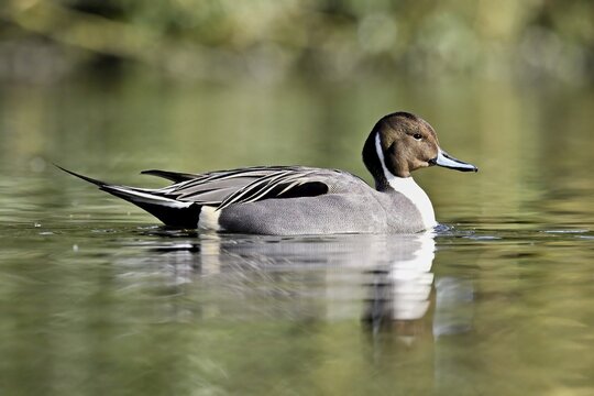 Pintail (Anas acuta), swimming, Switzerland