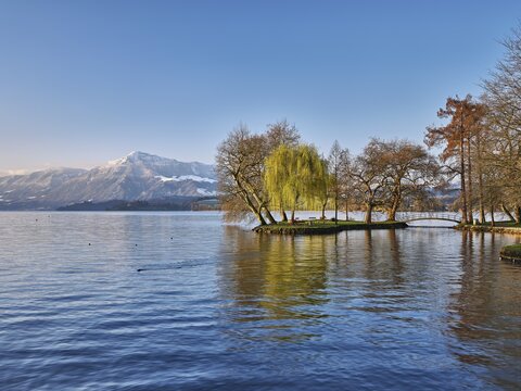 Morning atmosphere at Lake Zug in the foreground pasture during leaf fall, behind the snow-covered Rigi, Cham, Canton Zug, Switzerland