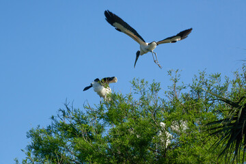 Wood Stork flying near trees
