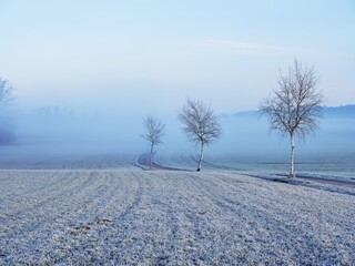 Three trees by the wayside, Hagendorn, Canton Zug, Switzerland