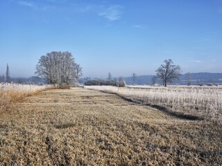 Reed in hoarfrost, Reussspitz nature reserve, Hünenberg, Canton Zug, Switzerland