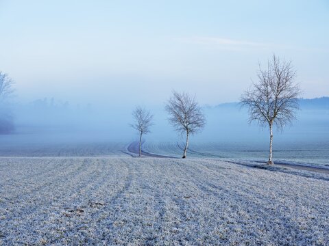 Three trees by the wayside, Hagendorn, Canton Zug, Switzerland