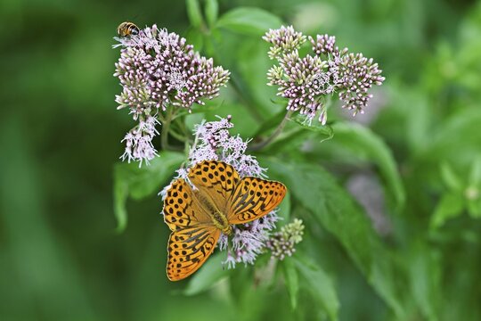 Silver-washed fritillary (Argynnis paphia), on common water eupatorium (Eupatorium cannabinum rosa), Switzerland