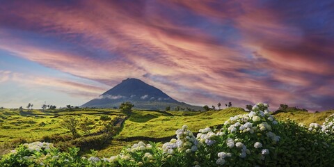 Colourful sunset over the volcanic cone of Pico and a magnificent hedge of hydrangeas in the foreground, Madalena, Pico, Azores, Portugal