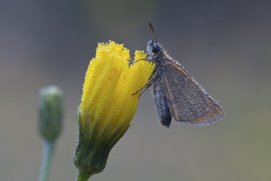 Small skipper (Thymelicus sylvestris), Emsland, Lower Saxony, Germany