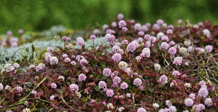 A carpet of small pink flowers and leaves covers the ground, knotweed (Polygonum capitatum), Madalena, Pico, Azores, Portugal