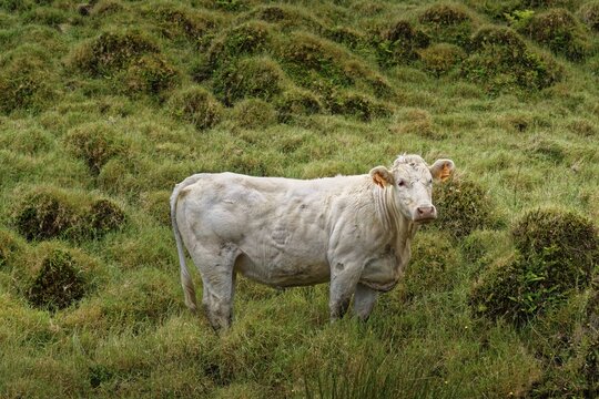 White cattle standing in the middle of a green grass landscape, Estradas dos Lagoas, Madalena, Pico, Azores, Portugal