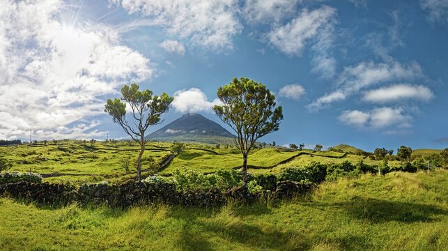 Two trees on green hills in front of the volcanic cone Pico and blue sky, Madalena, Pico, Azores, Portugal