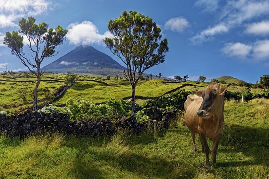 Cow (Bos taurus) on a lush pasture in front of the volcanic cone Pico and under a blue sky, Madalena, Pico, Azores, Portugal