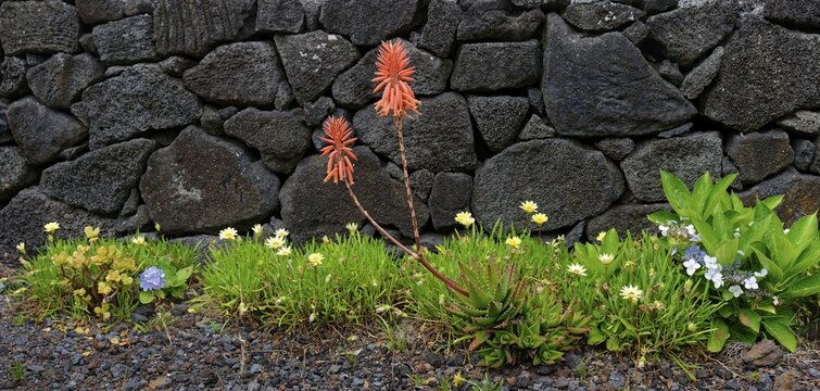 Red flowers of the medicinal plant aloe vera in front of a traditional stone wall surrounded by green grass and grey gravel, north coast, Santa Luzia, Pico, Azores, Portugal