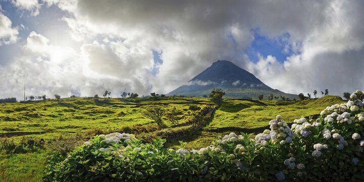 Wide panorama of a green landscape with the Pico volcano and a magnificent hedge of hydrangeas in the foreground, Madalena, Pico, Azores, Portugal
