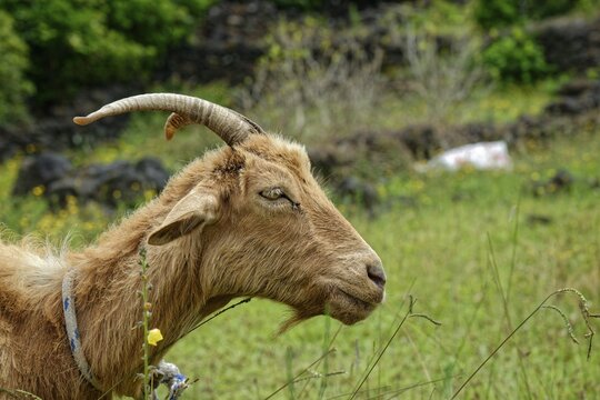 A brown goat with a twisted horn lies relaxed in the green grass, circular path, Santa Luzia, Pico, Azores, Portugal