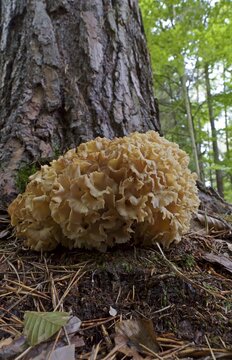 Wood cauliflower fungus (Wood Cauliflower crispa), Hesse, Germany