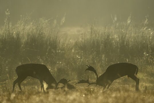 Fallow deer (Cervus dama), male, rutting, fighting, Hesse, Germany